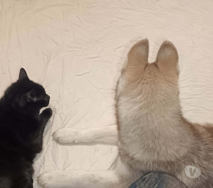 Vente Morbihan Guemene sur Scorff - 56160 - Photos Vivastreet HUSKY LOF MALE COULEUR RARE