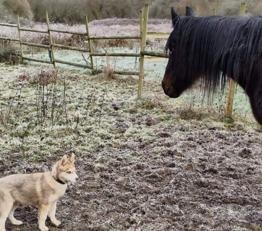 Vente Morbihan Guemene sur Scorff - 56160 - Photos Vivastreet HUSKY LOF MALE COULEUR RARE