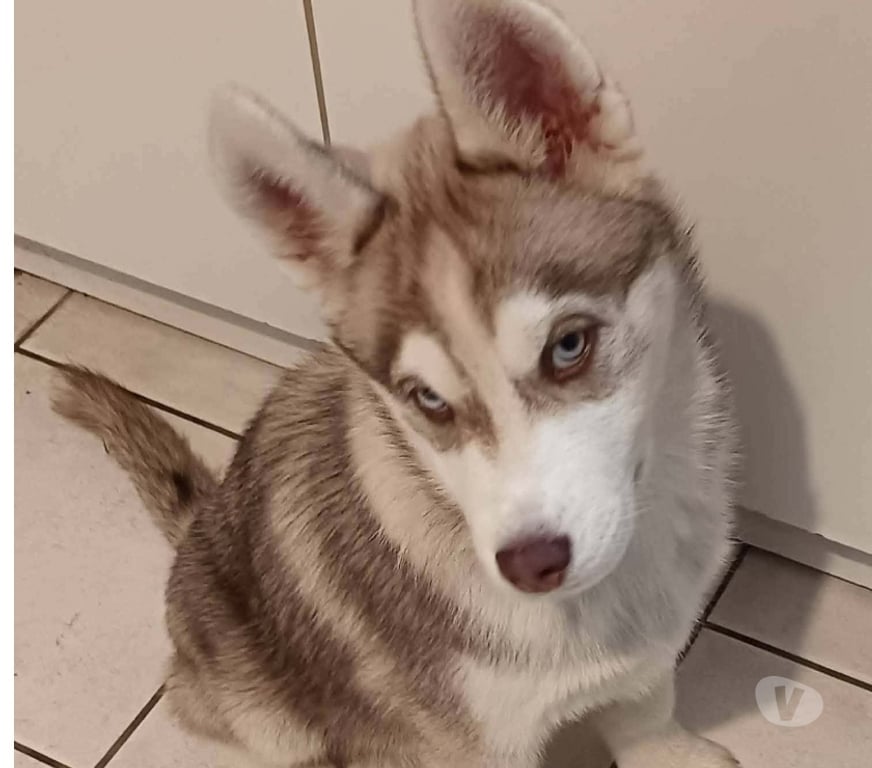 Vente Morbihan Guemene sur Scorff - 56160 - Photos Vivastreet HUSKY LOF MALE COULEUR RARE