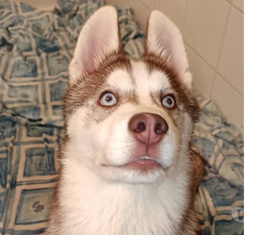 Vente Morbihan Guemene sur Scorff - 56160 - Photos Vivastreet HUSKY LOF MALE COULEUR RARE