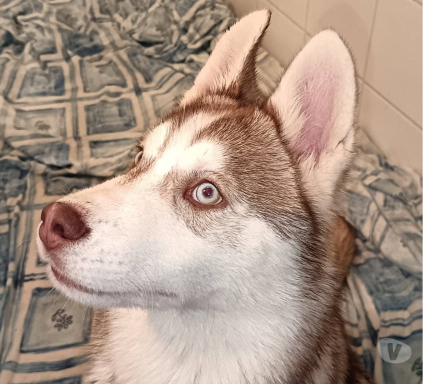 Vente Morbihan Guemene sur Scorff - 56160 - Photos Vivastreet HUSKY LOF MALE COULEUR RARE