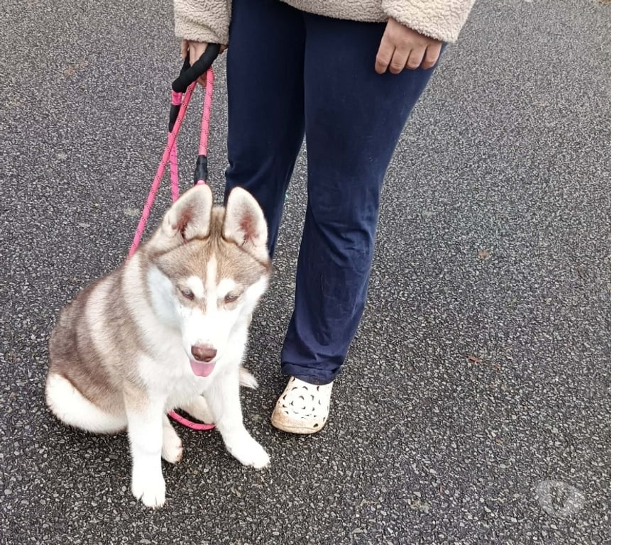 Vente Morbihan Guemene sur Scorff - 56160 - Photos Vivastreet HUSKY LOF MALE COULEUR RARE