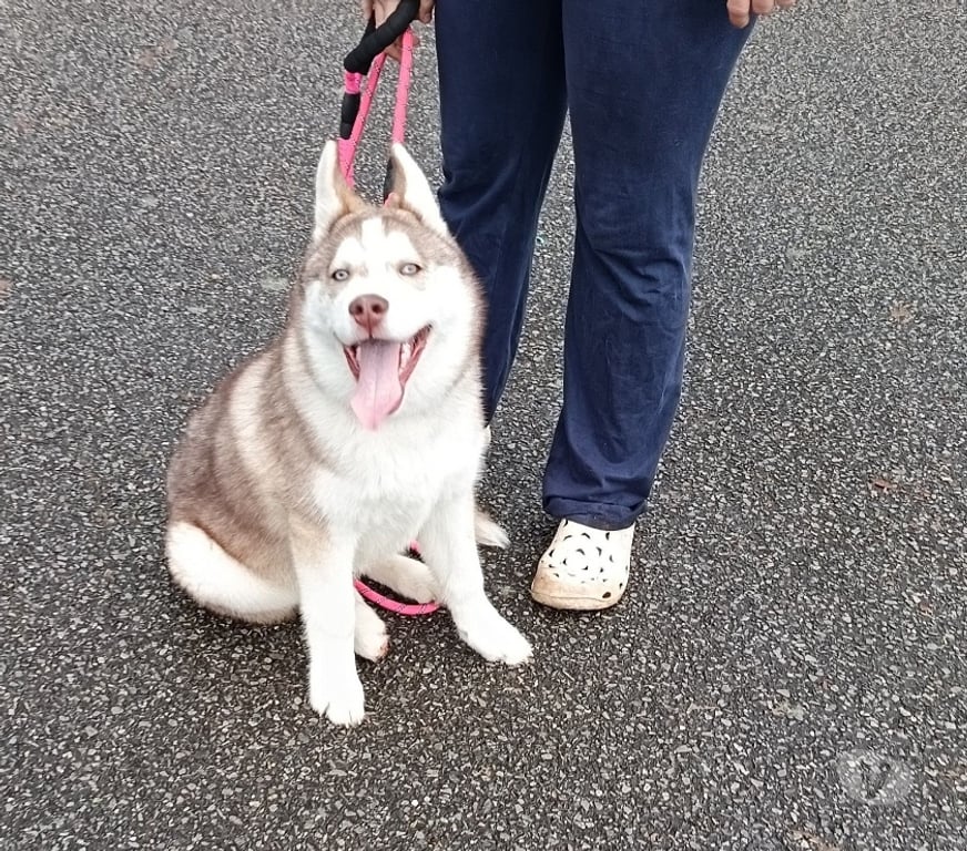 Vente Morbihan Guemene sur Scorff - 56160 - Photos Vivastreet HUSKY LOF MALE COULEUR RARE