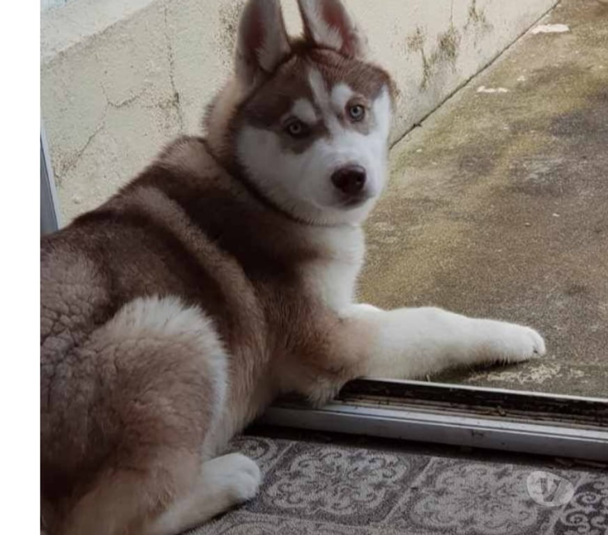 Vente Morbihan Guemene sur Scorff - 56160 - Photos Vivastreet HUSKY LOF MALE COULEUR RARE