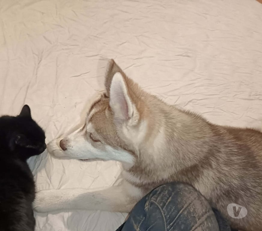 Vente Morbihan Guemene sur Scorff - 56160 - Photos Vivastreet HUSKY LOF MALE COULEUR RARE