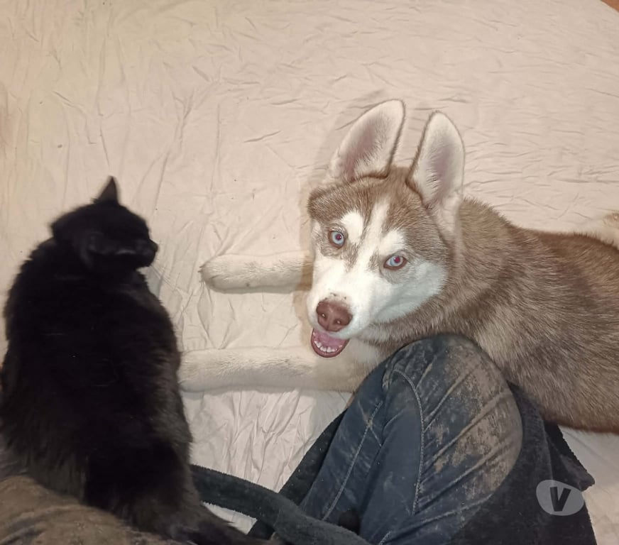Vente Morbihan Guemene sur Scorff - 56160 - Photos Vivastreet HUSKY LOF MALE COULEUR RARE