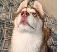 Photos Vivastreet HUSKY LOF MALE COULEUR RARE