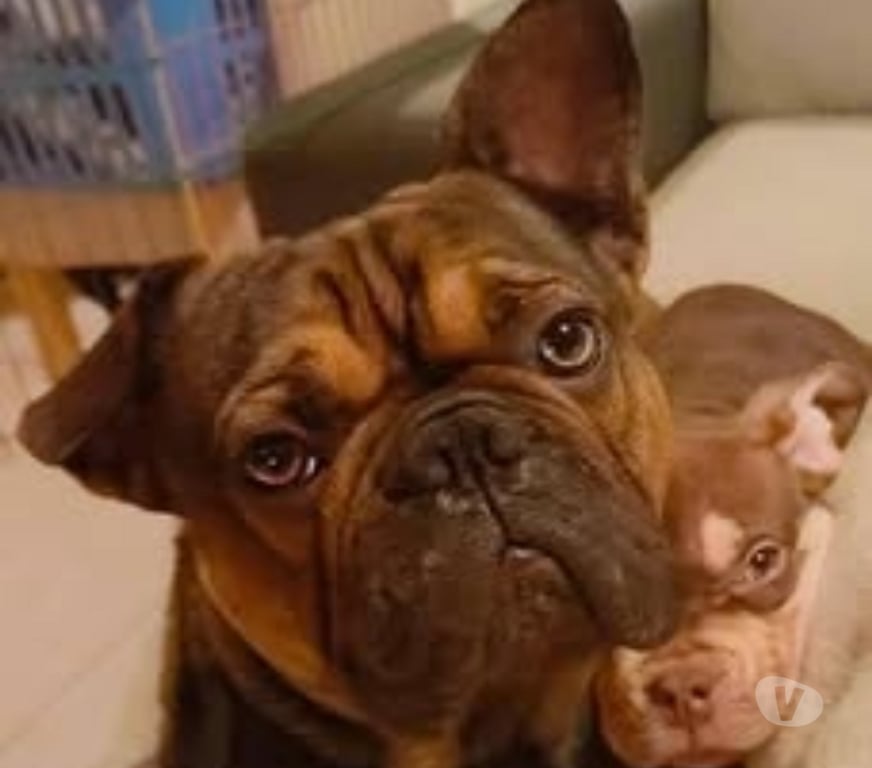 Don animaux Drôme St Restitut - 26130 - Photos Vivastreet Chien OXO à l adoption