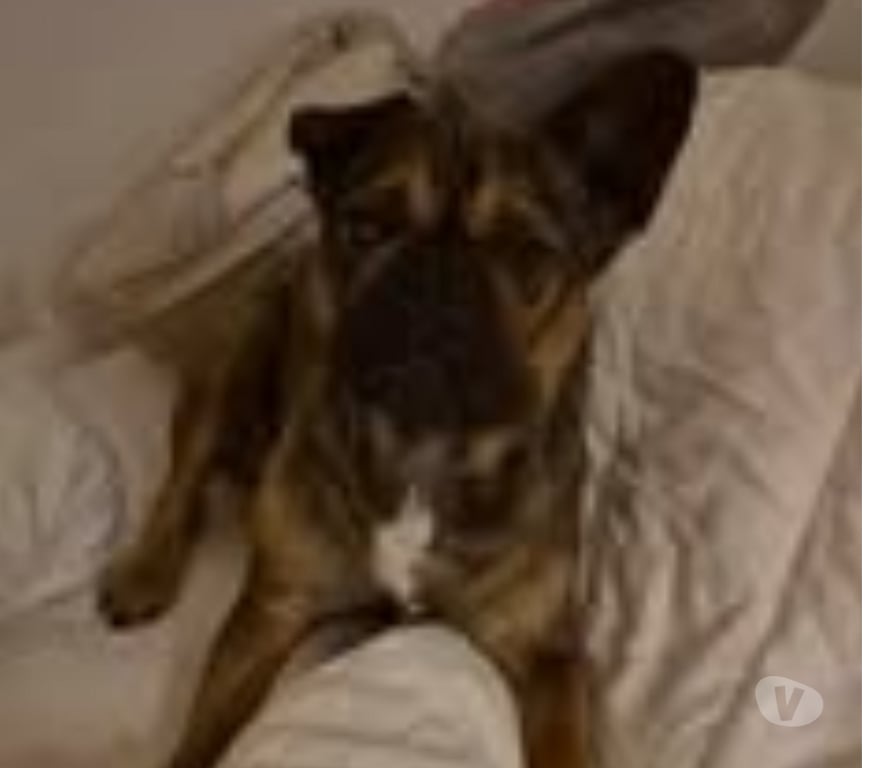 Don animaux Drôme St Restitut - 26130 - Photos Vivastreet Chien OXO à l adoption