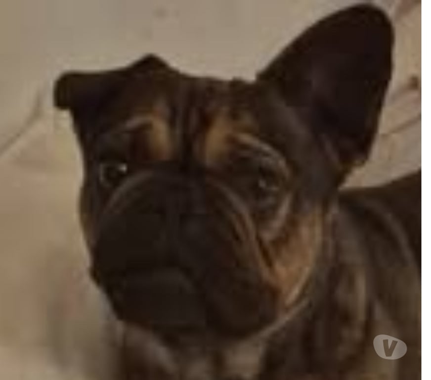 Don animaux Drôme St Restitut - 26130 - Photos Vivastreet Chien OXO à l adoption