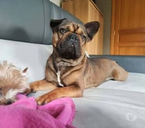 Photos Vivastreet Chien OXO à l adoption