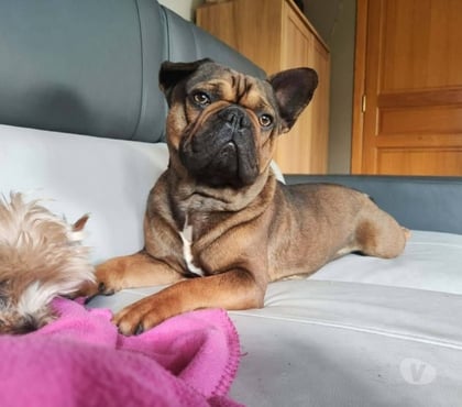 Adoption animaux St Restitut Drôme - Photos Vivastreet Chien OXO à l adoption