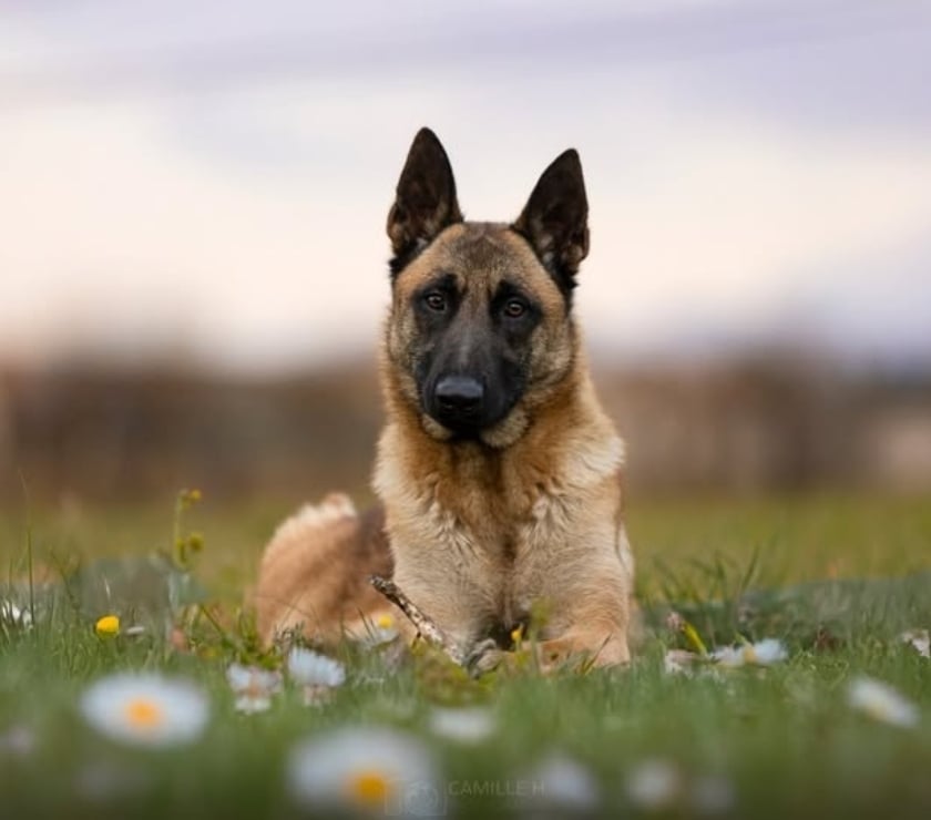 Don animaux Montmeyran Drôme - Photos Vivastreet Chien NAYA à l adoption