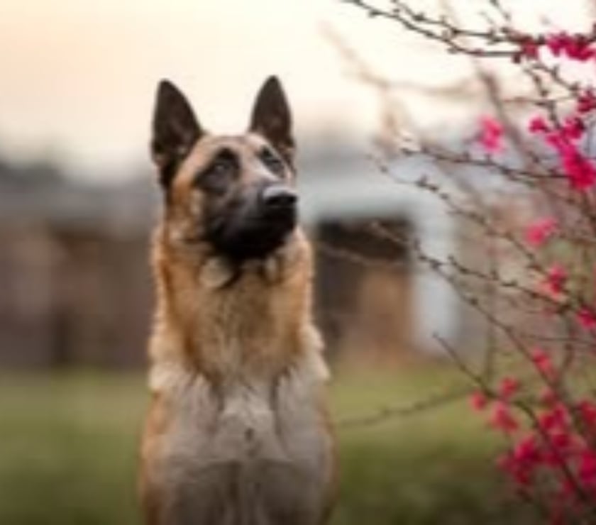 Don animaux Drôme Montmeyran - 26120 - Photos Vivastreet Chien NAYA à l adoption