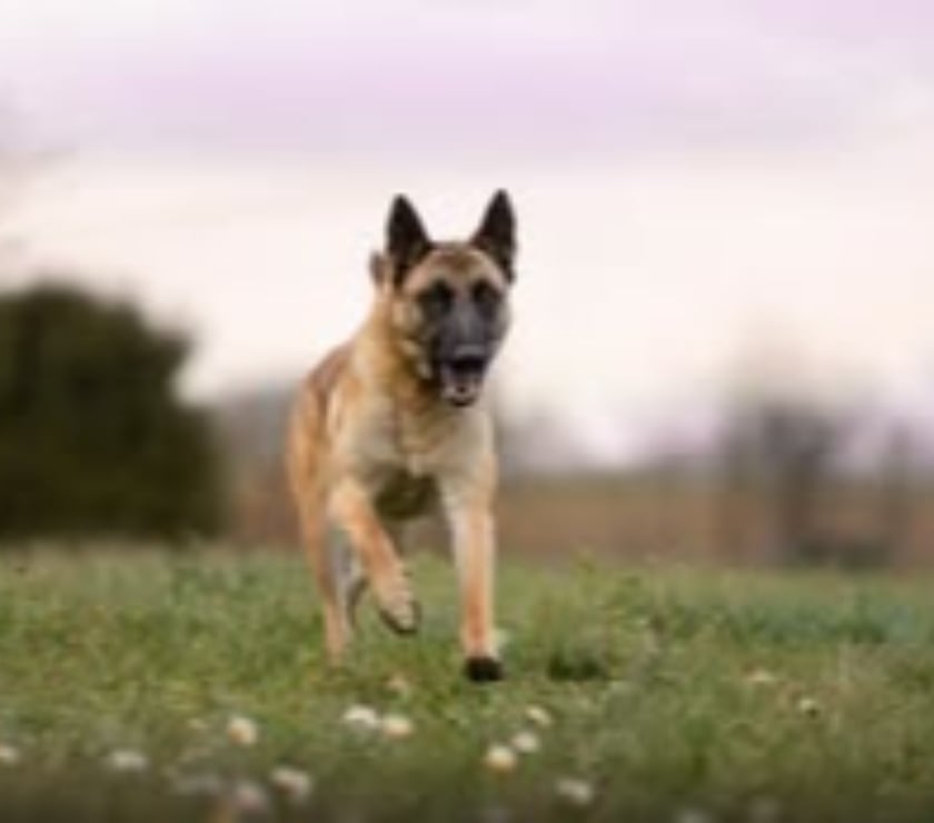 Don animaux Drôme Montmeyran - 26120 - Photos Vivastreet Chien NAYA à l adoption