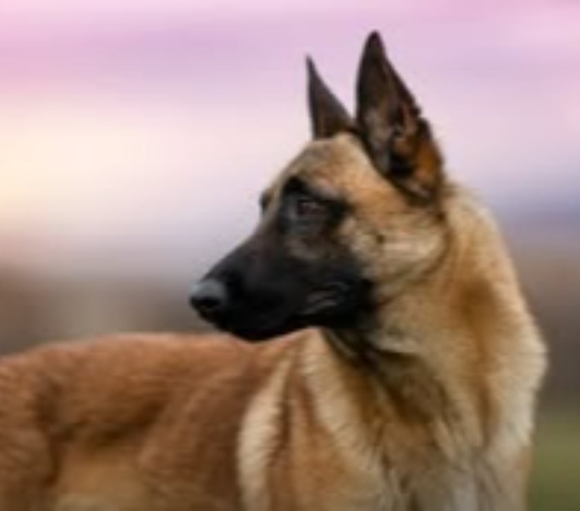 Don animaux Drôme Montmeyran - 26120 - Photos Vivastreet Chien NAYA à l adoption