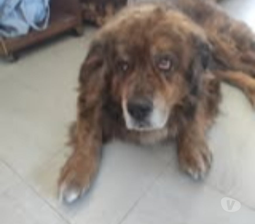 Don animaux Drôme La Garde Adhemar - 26700 - Photos Vivastreet Chien REX à l adoption