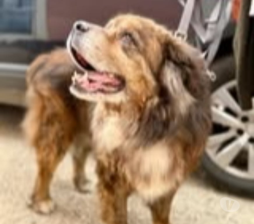 Don animaux Drôme La Garde Adhemar - 26700 - Photos Vivastreet Chien REX à l adoption