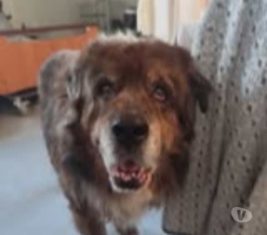 Don animaux Drôme La Garde Adhemar - 26700 - Photos Vivastreet Chien REX à l adoption