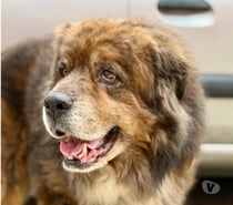 Photos Vivastreet Chien REX à l adoption