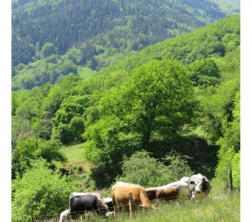 location saisonniere Haut-Rhin Wasserbourg - 68230 - Photos Vivastreet Vos vacances en Alsace - gîte au Dorsbach