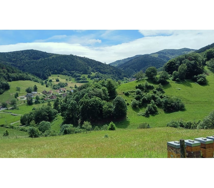 location saisonniere Haut-Rhin Wasserbourg - 68230 - Photos Vivastreet Vos vacances en Alsace - gîte au Dorsbach