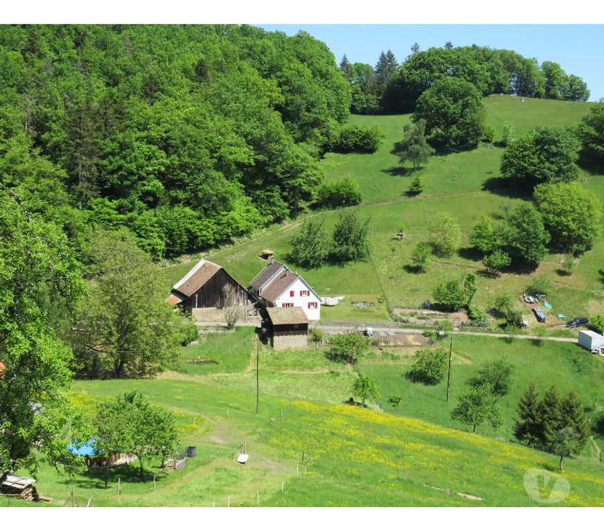 location saisonniere Haut-Rhin Wasserbourg - 68230 - Photos Vivastreet Vos vacances en Alsace - gîte au Dorsbach