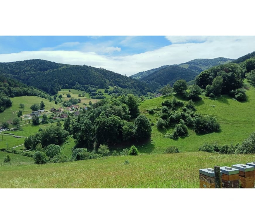 location saisonniere Haut-Rhin Wasserbourg - 68230 - Photos Vivastreet Vos vacances en Alsace - gîte au Dorsbach