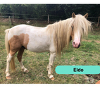 Eldo, poney Welsh à adopter