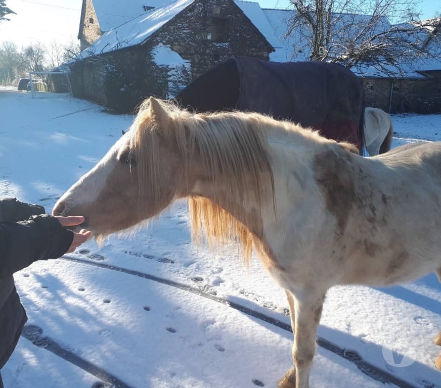 Vente Loire-Atlantique Pierric - 44290 - Photos Vivastreet Eldo, poney Welsh à adopter