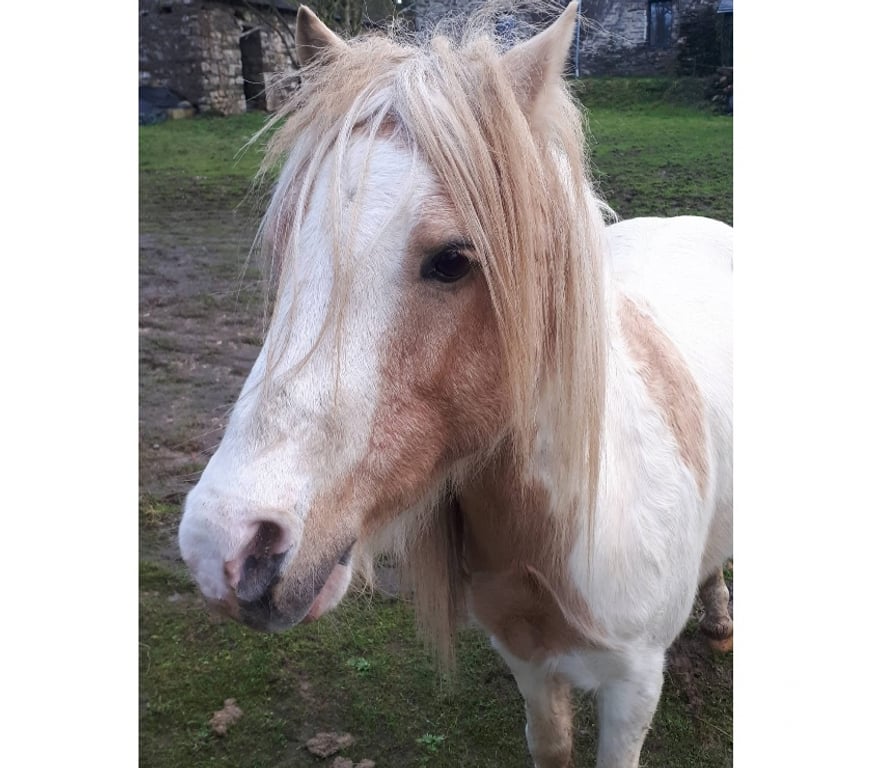 Vente Loire-Atlantique Pierric - 44290 - Photos Vivastreet Eldo, poney Welsh à adopter