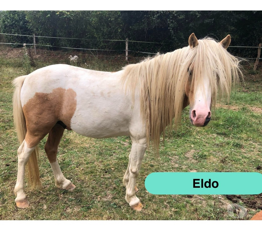 Vente Loire-Atlantique Pierric - 44290 - Photos Vivastreet Eldo, poney Welsh à adopter
