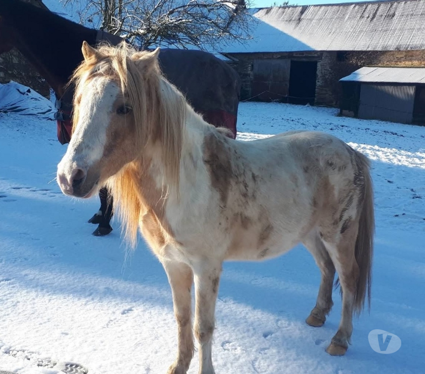 Vente Loire-Atlantique Pierric - 44290 - Photos Vivastreet Eldo, poney Welsh à adopter
