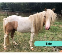 Photos Vivastreet Eldo, poney Welsh à adopter
