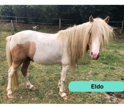 Vente animaux Pierric Loire-Atlantique - Photos Vivastreet Eldo, poney Welsh à adopter