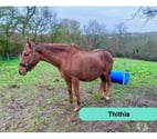 Thithia, pur sang à adopter