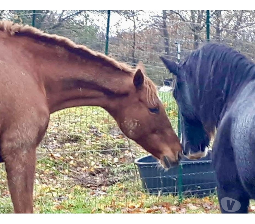 Vente Loire-Atlantique Le Loroux Bottereau - 44430 - Photos Vivastreet Thithia, pur sang à adopter