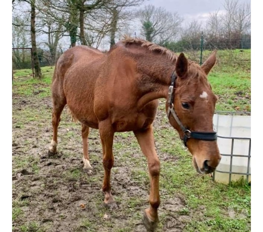 Vente Loire-Atlantique Le Loroux Bottereau - 44430 - Photos Vivastreet Thithia, pur sang à adopter