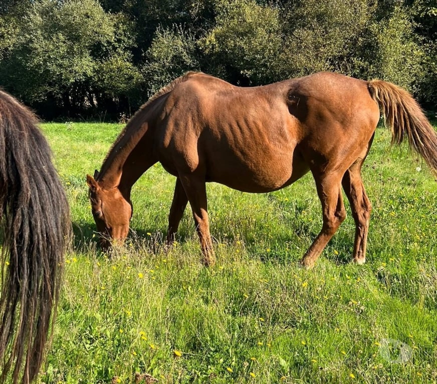 Vente Loire-Atlantique Le Loroux Bottereau - 44430 - Photos Vivastreet Thithia, pur sang à adopter
