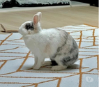Lapin NALA à l adoption