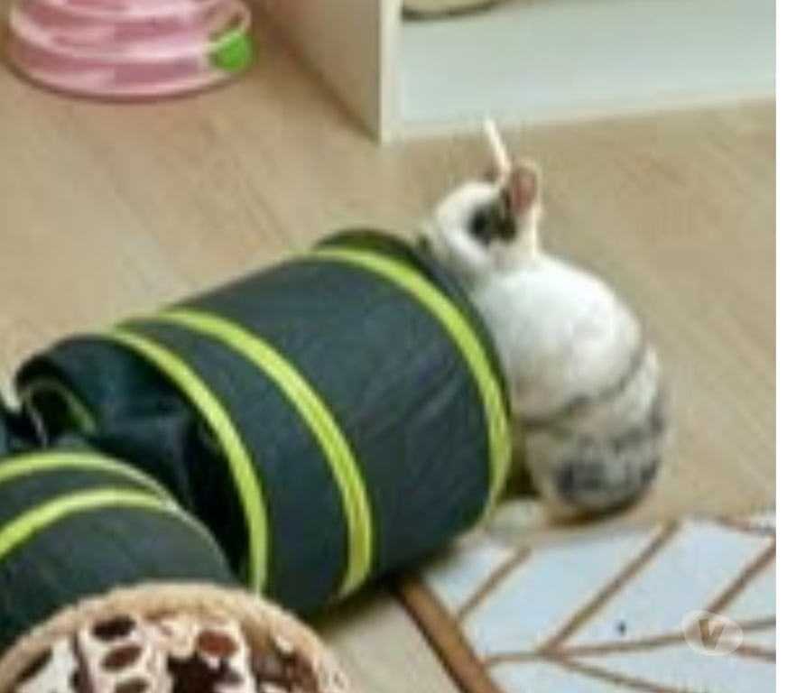 Don animaux Drôme Loriol sur Drome - 26270 - Photos Vivastreet Lapin NALA à l adoption