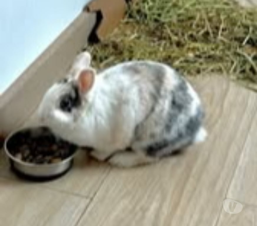Don animaux Drôme Loriol sur Drome - 26270 - Photos Vivastreet Lapin NALA à l adoption