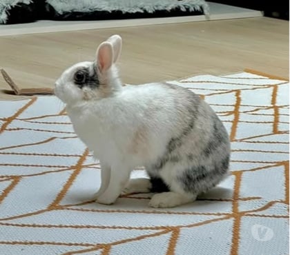 Don Loriol sur Drome Drôme - Photos Vivastreet Lapin NALA à l adoption