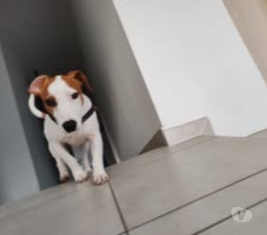 Don animaux Ardèche Annonay - 07100 - Photos Vivastreet Chien RIO à l adoption