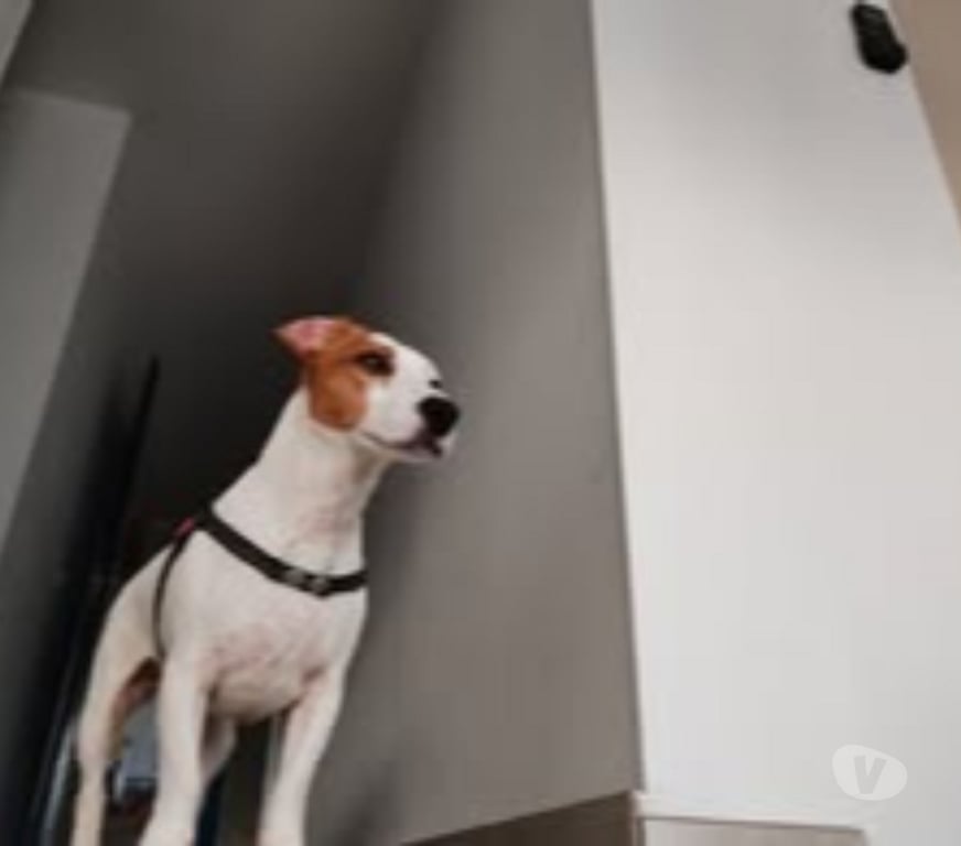 Don animaux Ardèche Annonay - 07100 - Photos Vivastreet Chien RIO à l adoption