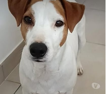 Don Annonay Ardèche - Photos Vivastreet Chien RIO à l adoption