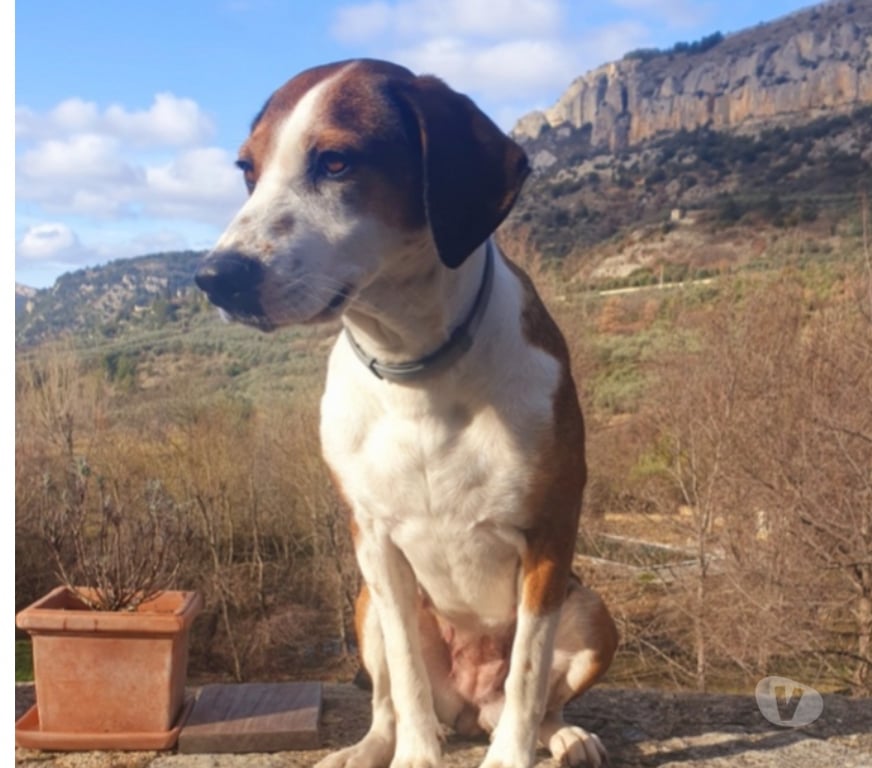 Don animaux Drôme La Roche sur le Buis - 26170 - Photos Vivastreet Chien BELLE à l adoption