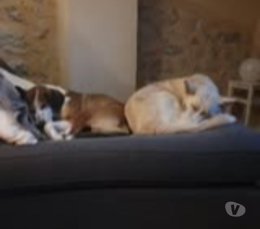 Don animaux Drôme La Roche sur le Buis - 26170 - Photos Vivastreet Chien BELLE à l adoption