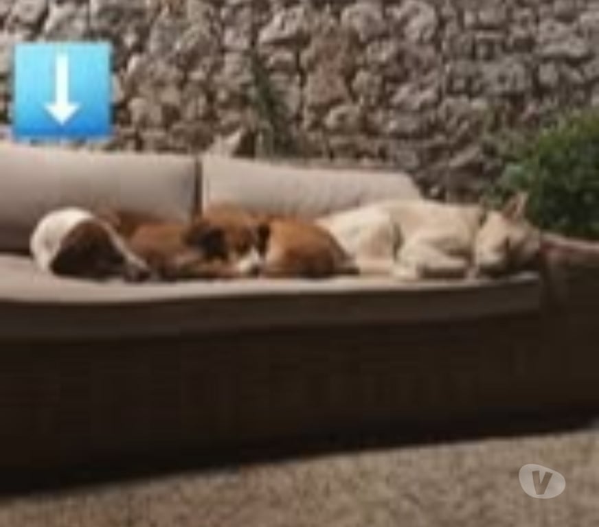 Don animaux Drôme La Roche sur le Buis - 26170 - Photos Vivastreet Chien BELLE à l adoption