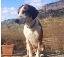 Photos Vivastreet Chien BELLE à l adoption